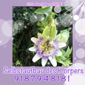 RHT_Selbstaufbau_des_Körpers